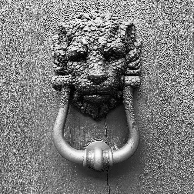 Un leone particolare – Foto © Antonio Dini
