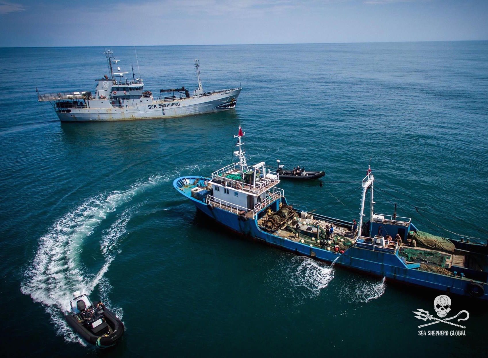 seashepherd.jpg
