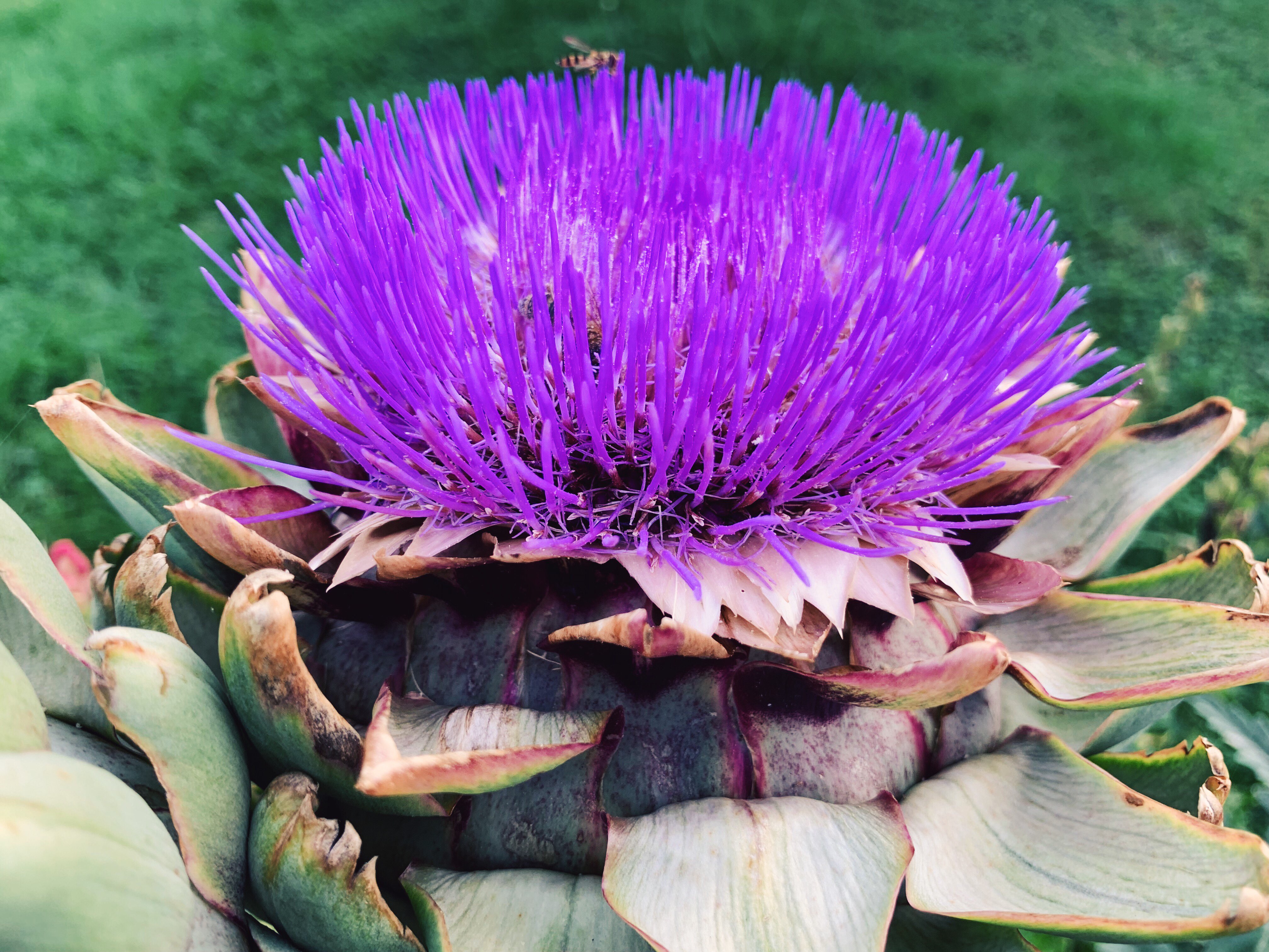 flowering artichoke